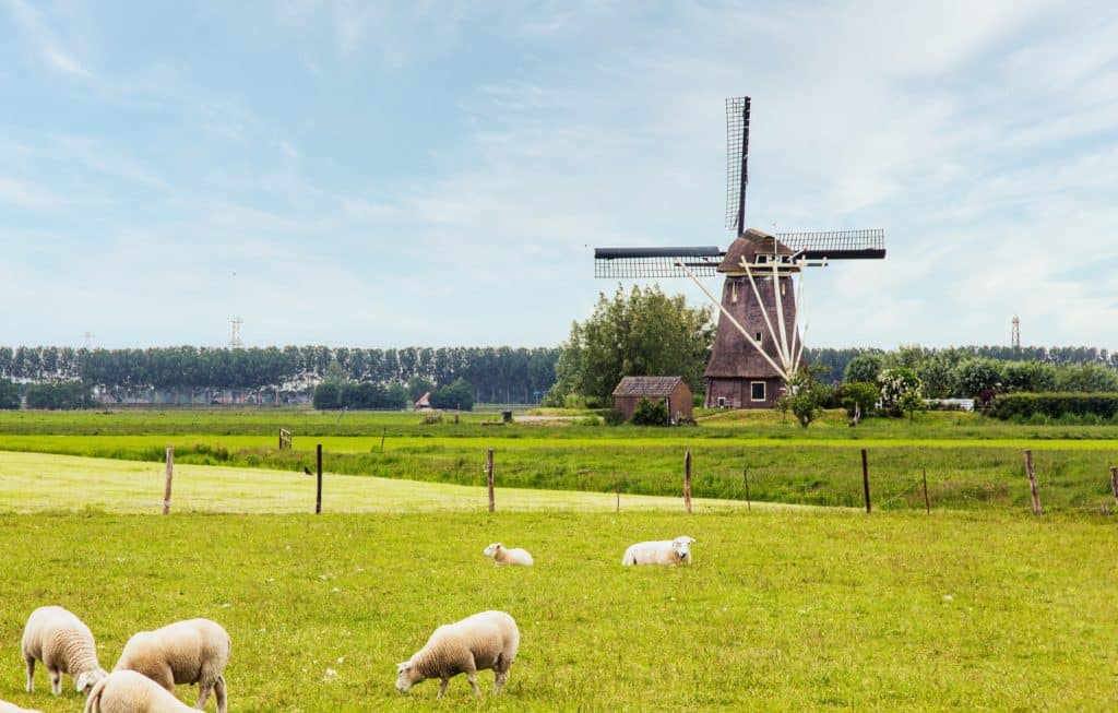 A windmill and a green field filled with sheep in the Netherlands.