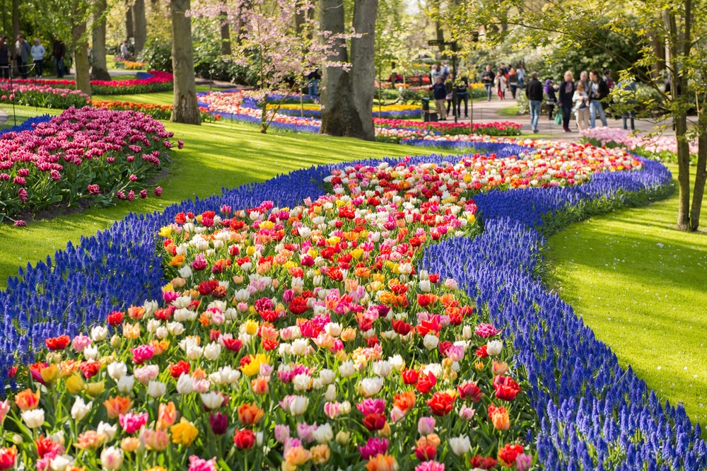 Colourful tulips at Keukenhof Gardens near Amsterdam.