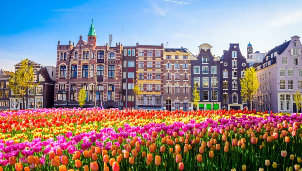 A sea of brightly coloured tulips before some iconic houses in Amsterdam on National Tulip Day.