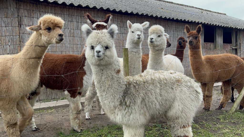 A group of Alpacas at the Alpaca Eco Farm in the Netherlands.