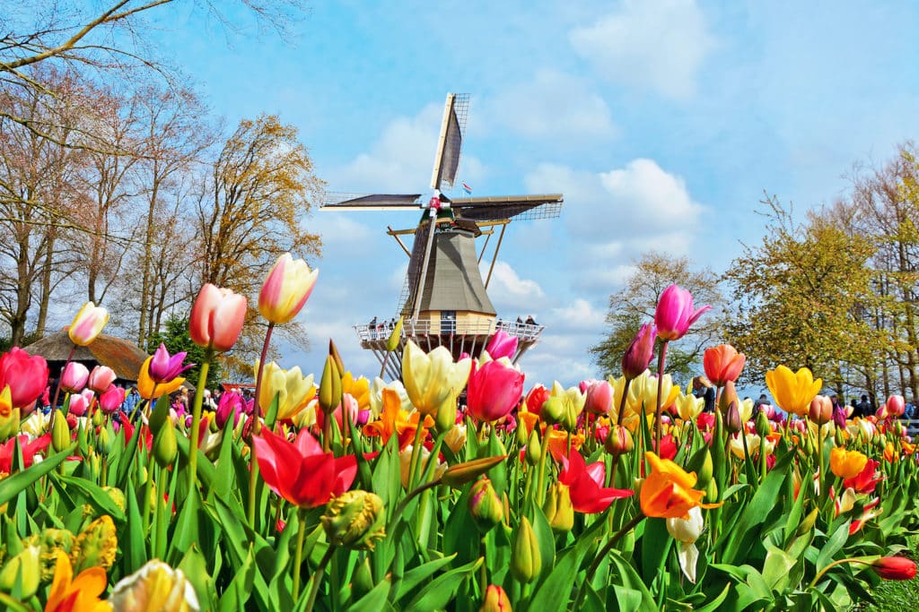 A windmill in a field of tulips at Keukenhof.