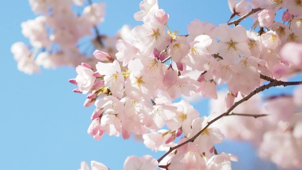 Cherry blossom on a tree before a bright blue sky. 