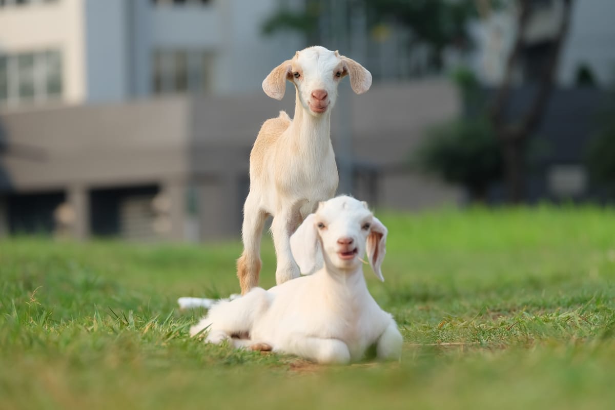 date ideas in amsterdam: goat farm